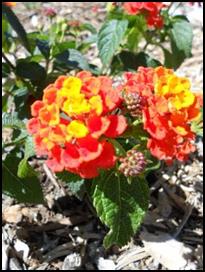 Red and yellow flowers in the demonstration garden