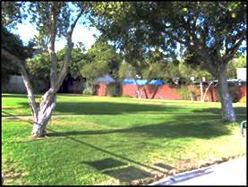 View of grassy area surrounded by trees within the neighborhood.