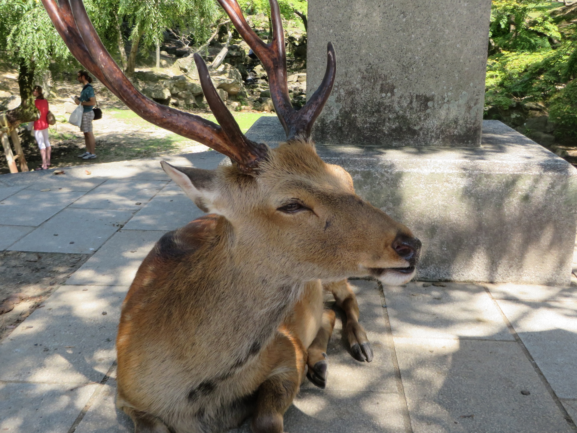 A friendly deer with large antlers laying down in Nara
